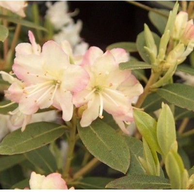 Rhododendron